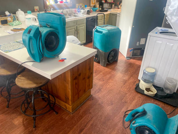 Best Mold removal after water damage  in Waelder, TX